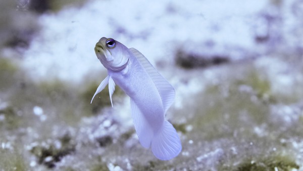 Jaw Fish by Michael Brown